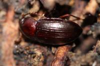 Nalassus laevioctostriatus