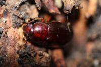 Nalassus laevioctostriatus