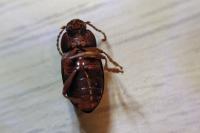 Nalassus laevioctostriatus