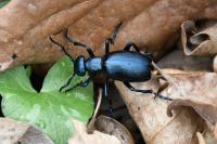 Meloe violaceus