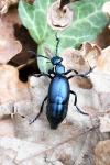 Meloe violaceus