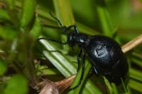 Meloe violaceus