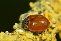 Harmonia quadripunctata