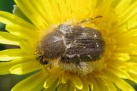 Tropinota hirta