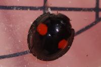 Chilocorus renipustulatus