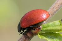 Chrysomela populi