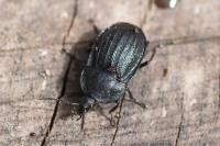 Phosphuga atrata