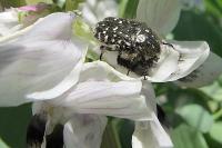 Oxythyrea funesta