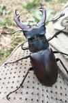 Lucanus cervus