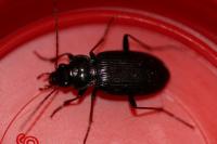 Nebria salina
