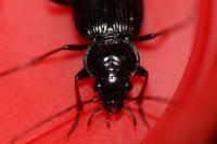 Nebria salina