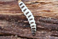 Lygistopterus sanguineus