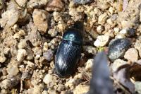 Harpalus dimidiatus