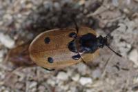 Dendroxena quadrimaculata