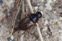 Melinopterus prodromus