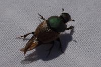 Onthophagus vacca