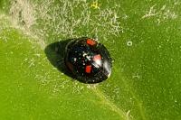 Exochomus quadripustulatus