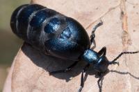 Meloe violaceus