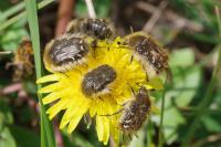 Tropinota hirta