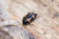 Scaphidium quadrimaculatum