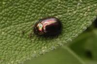 Chrysolina americana
