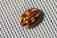 Myzia oblongoguttata