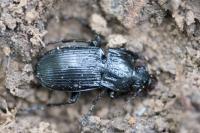 Abax parallelepipedus