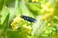 Psilothrix viridicoerulea