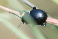 Timarcha goettingensis