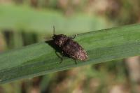 Agrypnus murinus