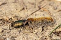 Poecilus cupreus