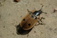 Dendroxena quadrimaculata