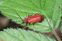 Pyrrhidium sanguineum