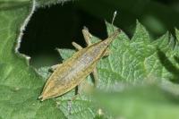 Lixus iridis