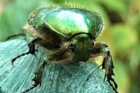 Cetonia aurata