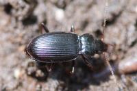 Nebria brevicollis