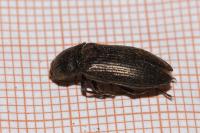 Selatosomus latus