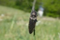 Cidnopus pilosus