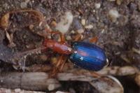 Brachinus sclopeta