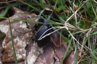 Carabus problematicus