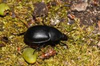 Ablattaria laevigata