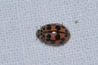Oenopia conglobata