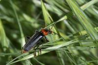 Cantharis fusca