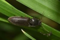 Agriotes