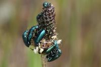 Psilothrix viridicoerulea