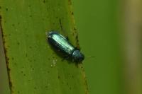 Psilothrix viridicoerulea