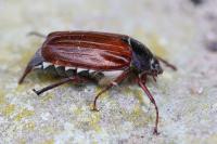 Melolontha melolontha