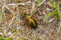 Carabus auratus