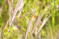 Harmonia quadripunctata