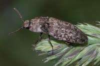 Agrypnus murinus